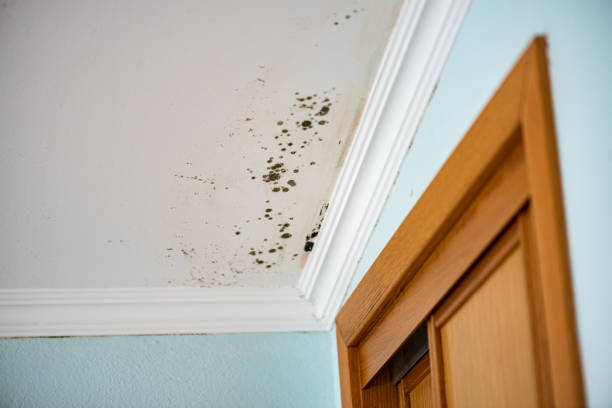 Mold Removal Process in Mill Creek, WA