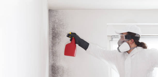 Best Mold Removal Company Near Me  in Mill Creek, WA