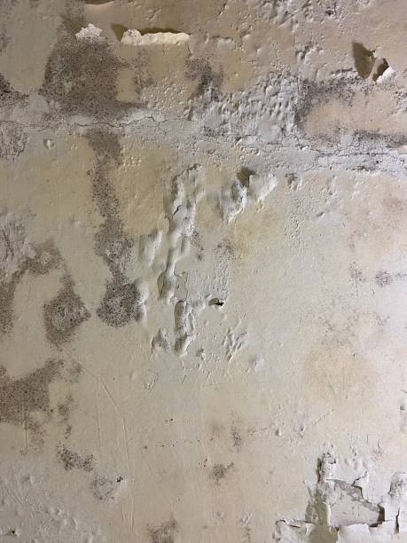 Mold Removal and Inspection in Mill Creek, WA