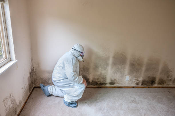Best Emergency Mold Removal  in Mill Creek, WA