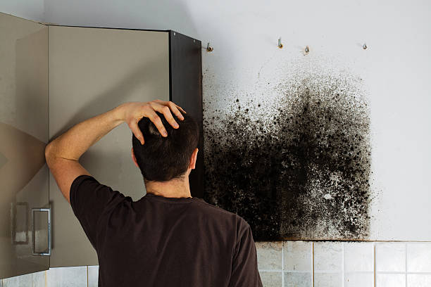 Best Mold Removal Specialists  in Mill Creek, WA