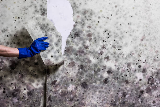 Best Office Mold Removal Services  in Mill Creek, WA